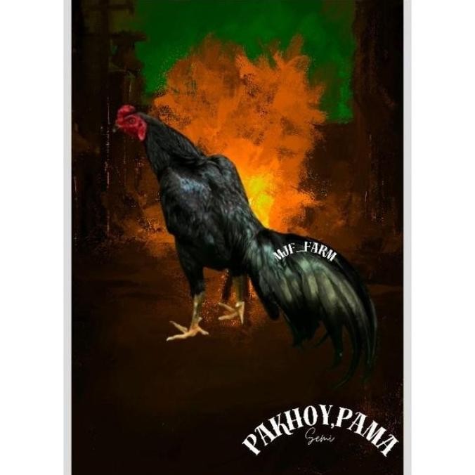 

TELUR AYAM PAKHOY X PAMA VERTIL SIAP DI TETASKAN JAMINAN SUPER OIGINAL BERGARANSI