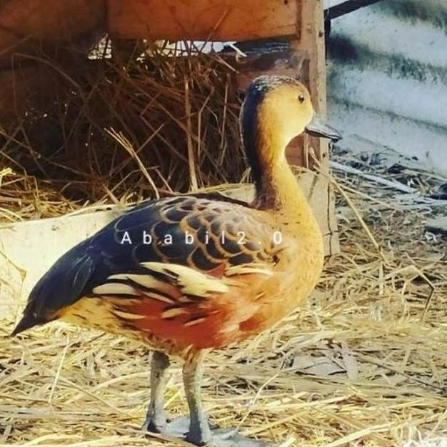 

TELUR TETAS BELIBIS VERTIL