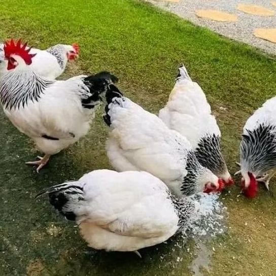 

TELUR AYAM BRAHMA ASLI BISA UNTUK DI TETASKAN VERTIL ORIGINAL BERKUALITAS