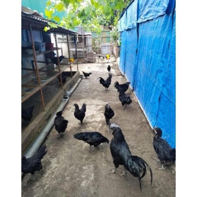 

3 TELUR VERTIL AYAM CEMANI SORTIRAN