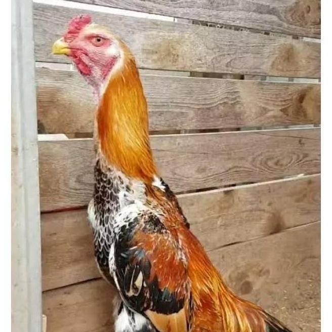 

TELUR VERTIL AYAM SHAMO JAPAN ORIGINAL