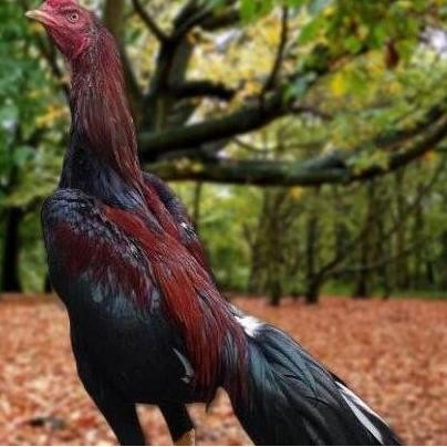 

TELUR AYAM PAKHOY ORI THAILAND VERTIL SIAP DI TETASKAN JAMINAN SUPER OIGINAL BERGARANSII