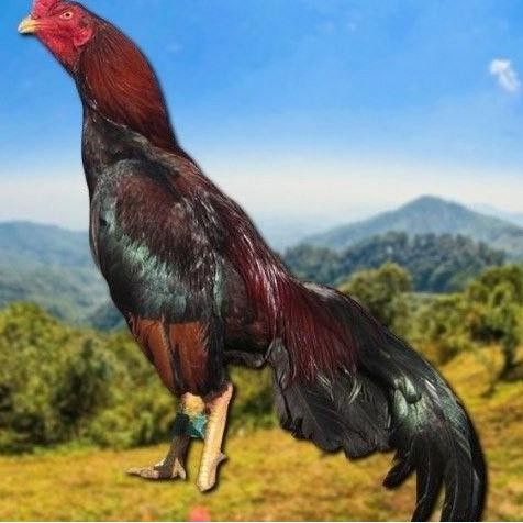 

TELUR TETAS AYAM SHAMO VERTIL VALID