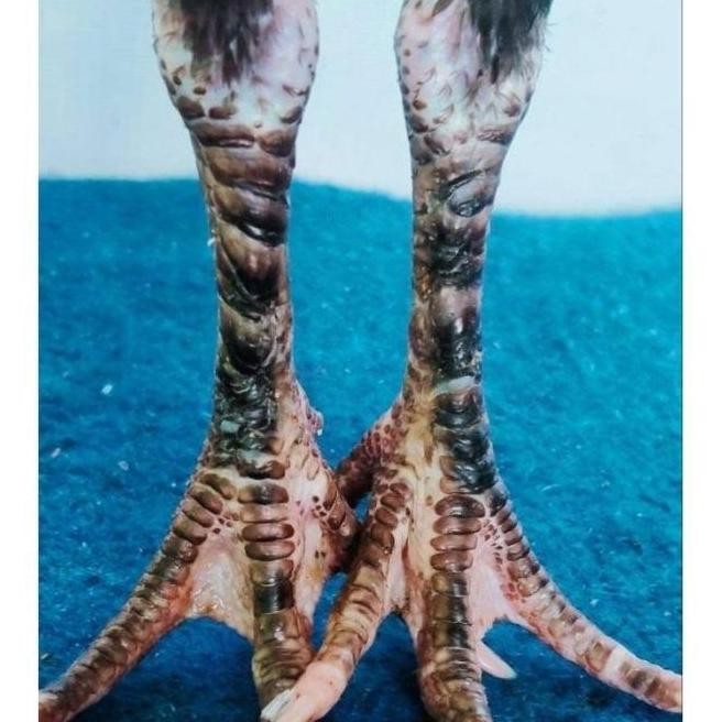 

TELUR VERTIL AYAM GANOI/TELUR AYAM KAKI GUNUNG/TELUR AYAM KAKI SETAN