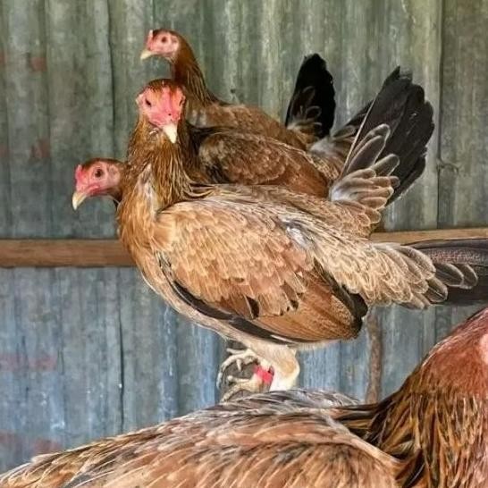 

TELUR AYAM PHILIPIN ASLI AK47 BISA UNTUK DI TETASKAN VERTIL