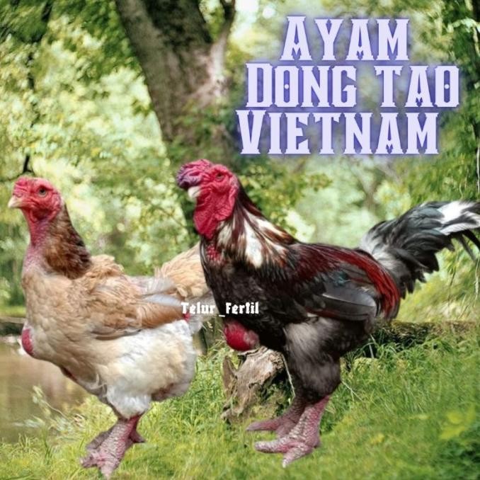

TELUR AYAM DONG TAO VIETNAM ORI BISA UNTUK DI TETASKAN VERTIL ORIGINAL BERKUALITAS