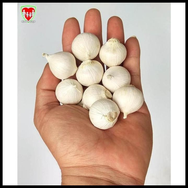 

Terlaris Bawang Putih Tunggal / Lanang 1 Kg Super Besar Import Good Quality