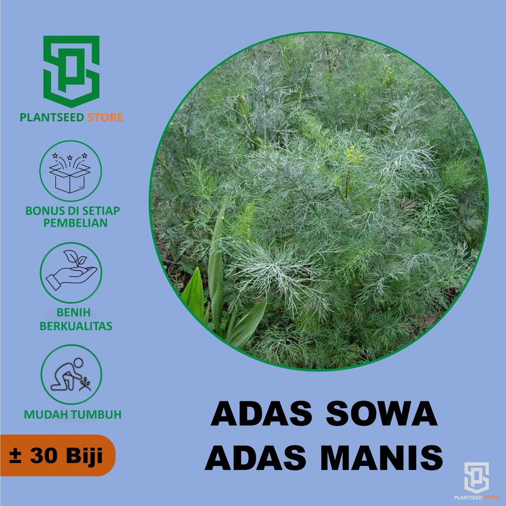PlantSeed - 30 Benih Bibit Daun Adas Sowa Unggu Sayuran Herbal Adas Manis