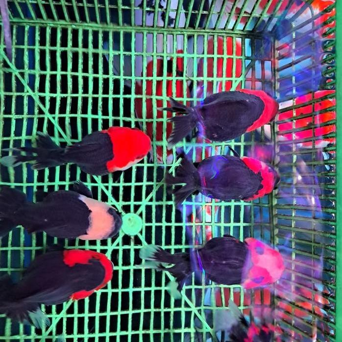 Terlaris Ikan Hias Koki Oranda Tancho Merah Hitam Size Xl