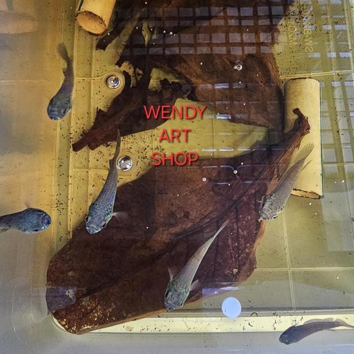 Terlaris Wild Betta Sp Antuta (Captive Breeding)