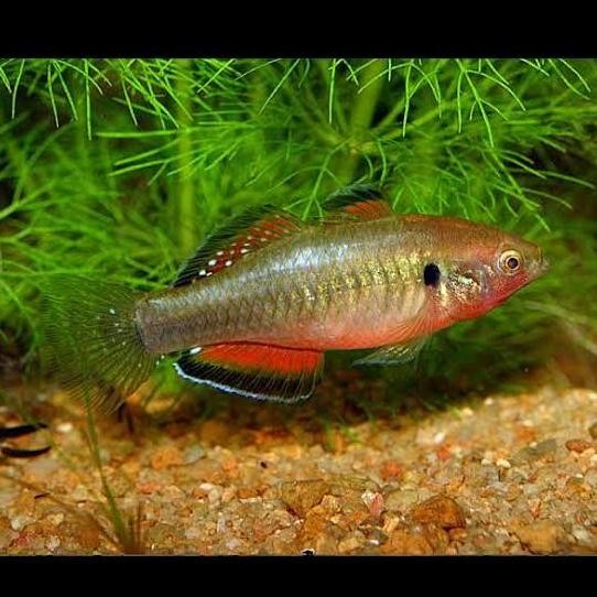 Terlaris Hypseleotris Compressa Empire Gudgeon