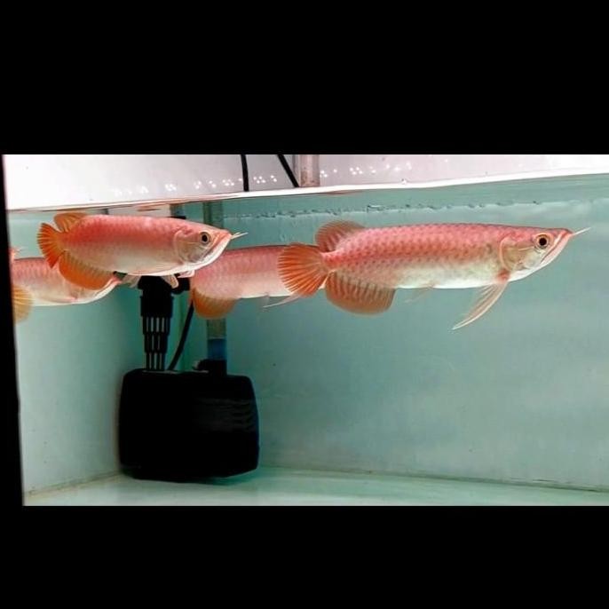 Terlaris Ikan Arwana Super Red 100% Chili Lengkap Serti + Chip
