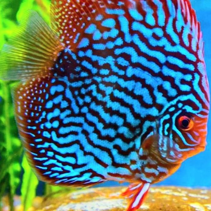 Terlaris Ikan Discus Blue Turquoise / Discus Turquoise / Discus Turkis / Discu