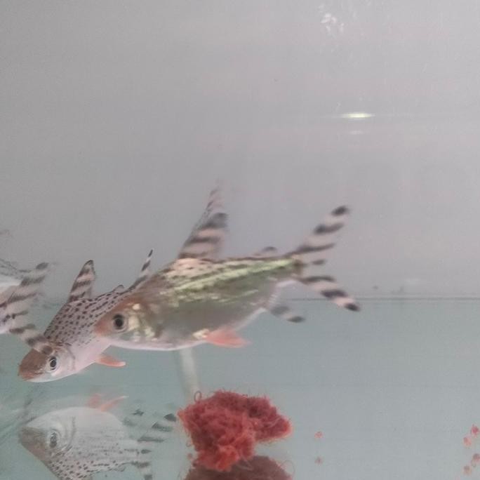 Terlaris Ikan Rff Red Feifeng