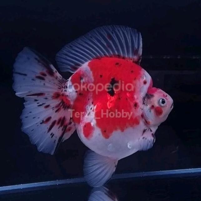 Terlaris Koki Ryukin Calico (Punuk Unta) Size (M)