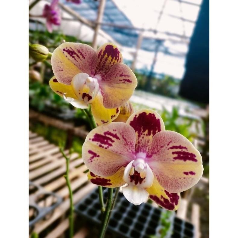 ANGGREK BULAN KUNING SEMBUR MERAH DEWASA SPIKE