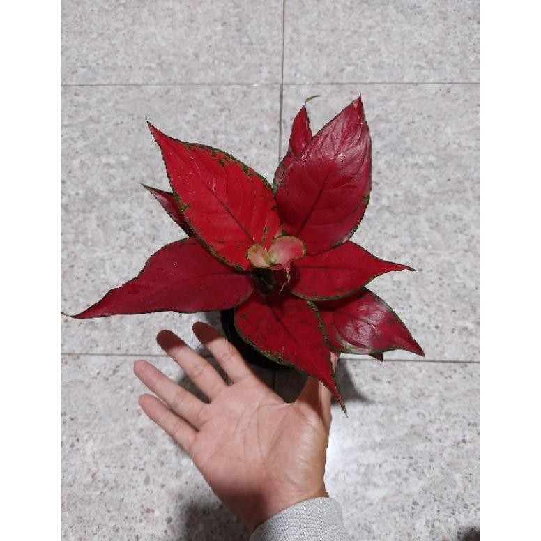 AGLONEMA RED KING