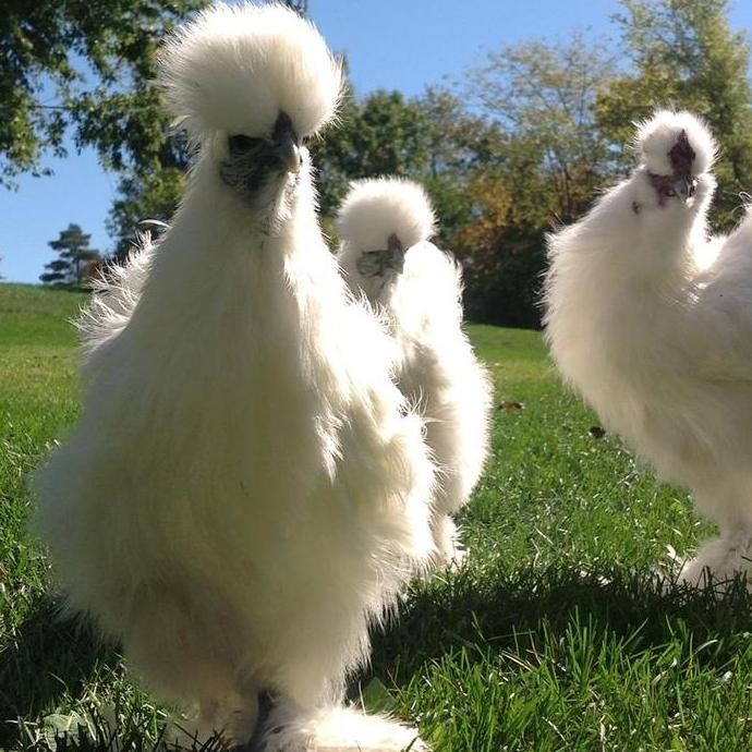 

AYAM KAPAS PILIHAN