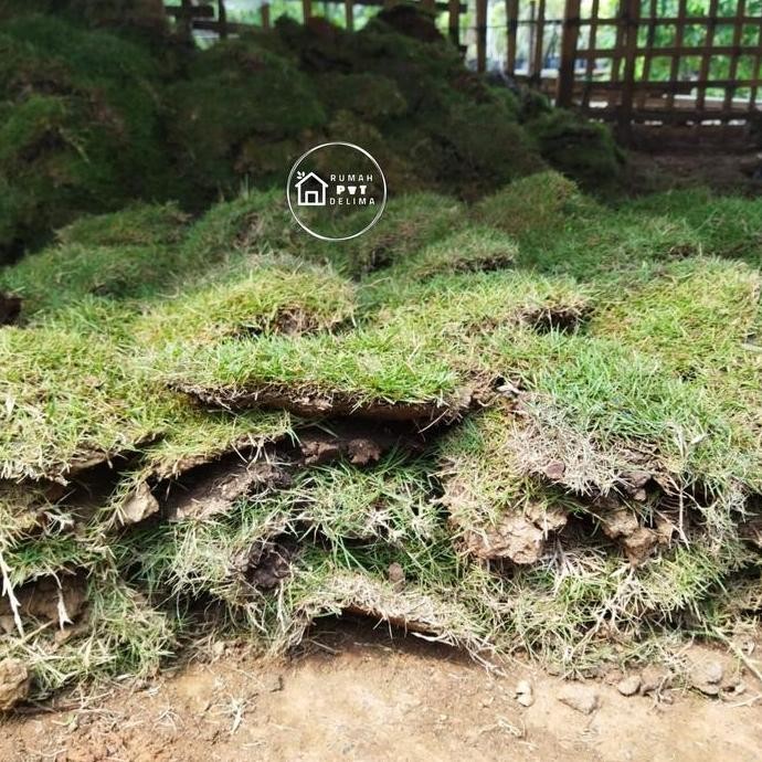 baru Rumput jepang (1 meter)