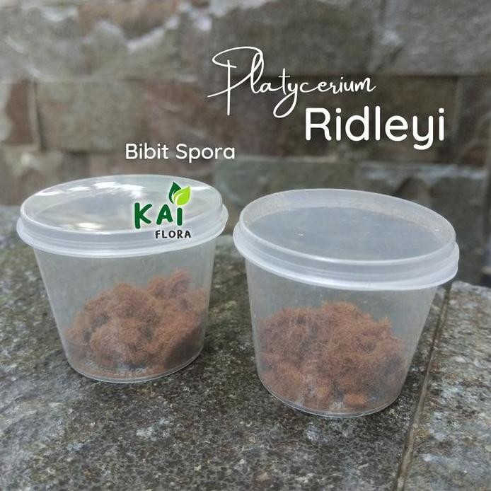 baru Platycerium Ridleyi | Bibit Spora