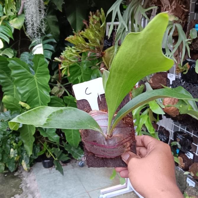 baru Platycerium hilli papuanum - sedang