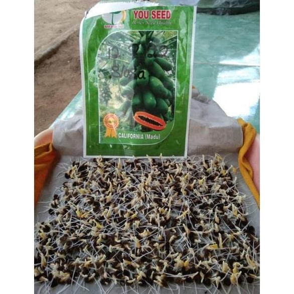 BIBIT BIJI PEPAYA CALIFORNIA MADU DARI CAP YOU SEED  BENIH PEPAYA