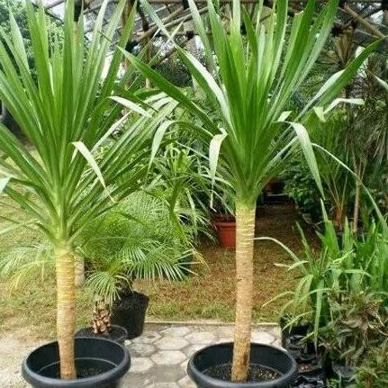 PANDAN BALI 2 M PLUS POT PUTIH