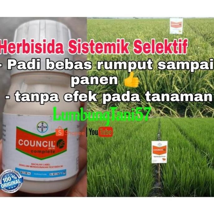 Herbisida ampuh COUNCIL, obat rumput sistemik selektif padi