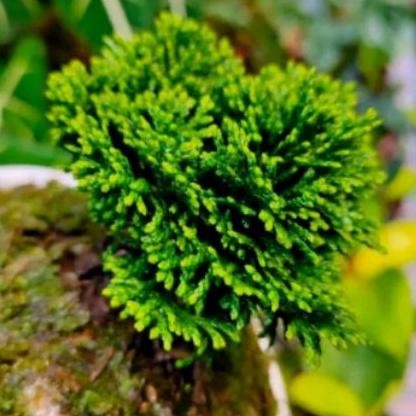fresh bonsai Cemara inoki Cypress hijau tanaman murah