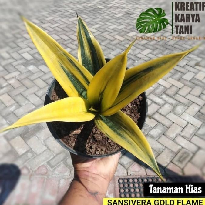 fresh Tanaman hias sansivera gold flame - Sansivera golden flame - sansivera murah