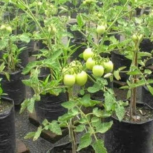 

fresh tanaman tomat besar / tomat sayur murah