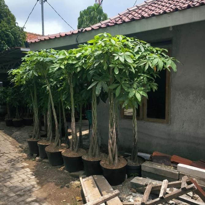 fresh tanaman pachira money tree kepang size besar murah