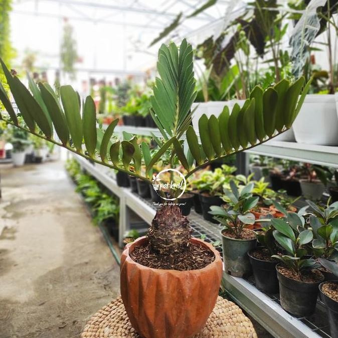 fresh Zamia Furfuracea / Zamia Sikas / Zamia murah