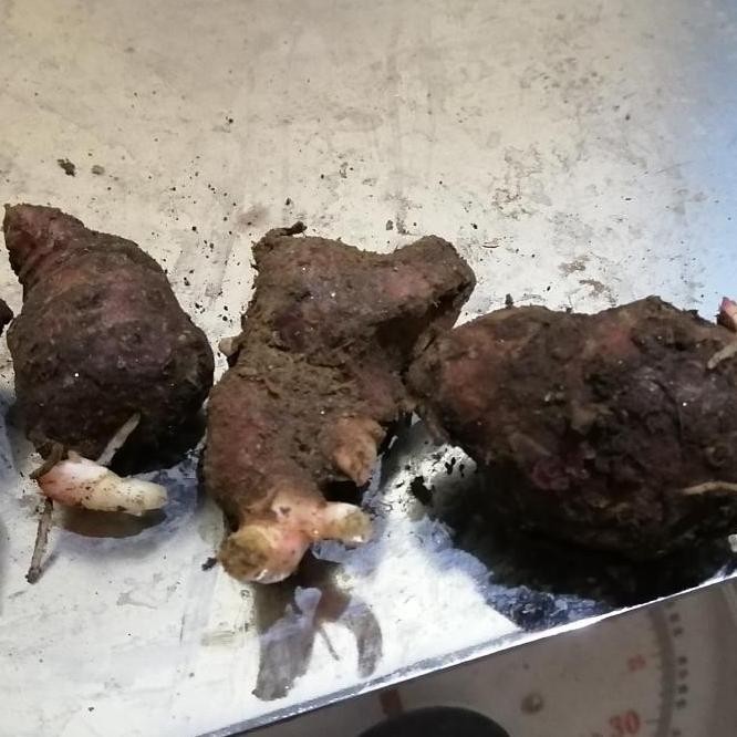 

fresh Bibit Jahe Merah Super 1 Kg, Tinggal semai murah