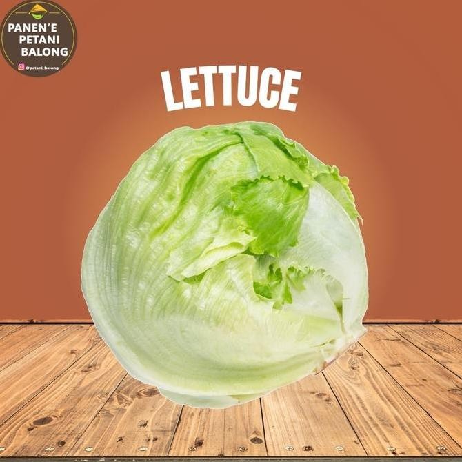 

Lettuce Segar - Sayur Segar