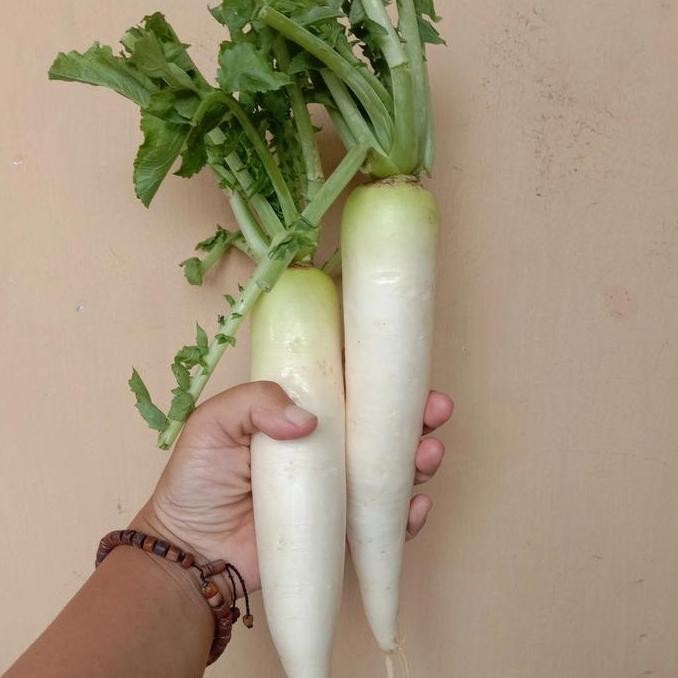 

sayur segar lobak putih 1 buah