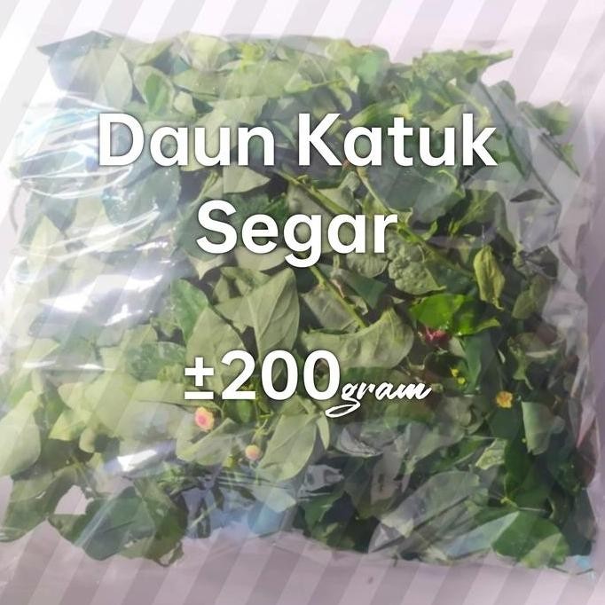 

DAUN KAYU MANIS SEGAR 100GR SAYUR KATUK FRESH PELANCAR ASI BOOSTER