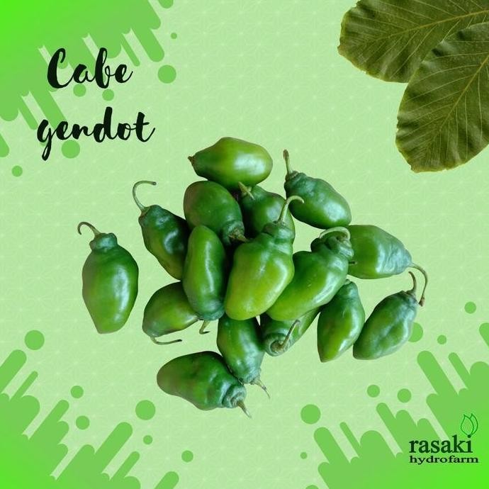 

sayur segar cabe gendot - 250gr