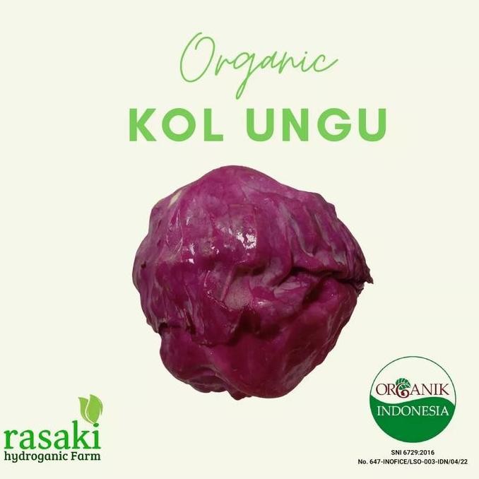 

sayur kol ungu segar purple cabbage 1 buah