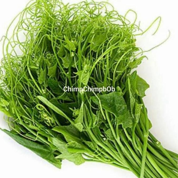 

PUCUK LABU SAYUR SEGAR 1 IKAT
