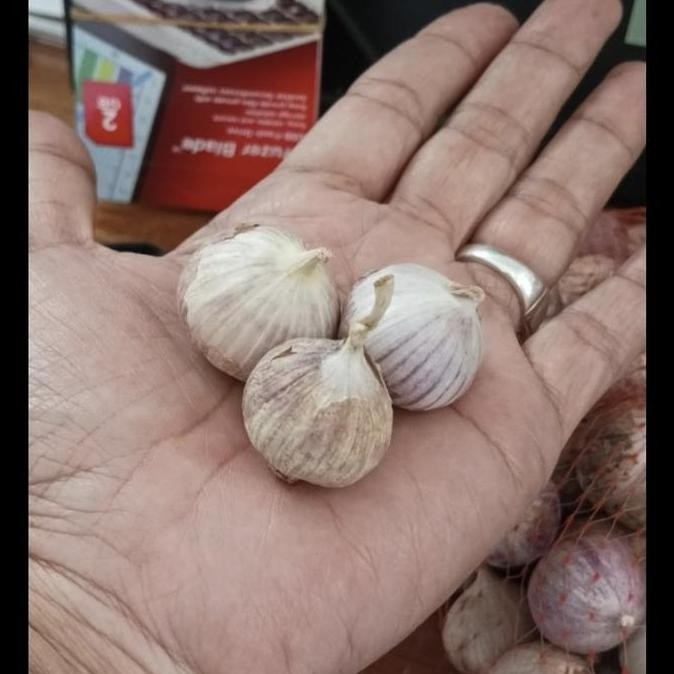 

Bawang Putih Tunggal/Bawang Lanang 1Kg