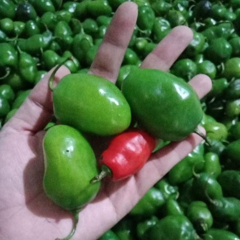 

cabe gendot 750gram cabe lombok, cabe gendol