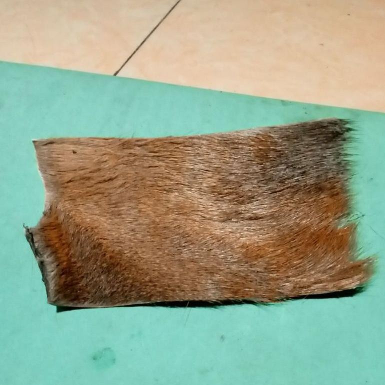 

kulitkijang asli atau kidang