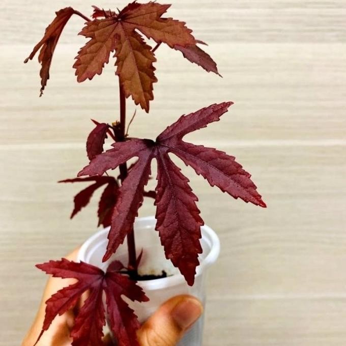 (Allthebest) Tanaman Hibiscus Red Panama / Cranberry Hibiscus