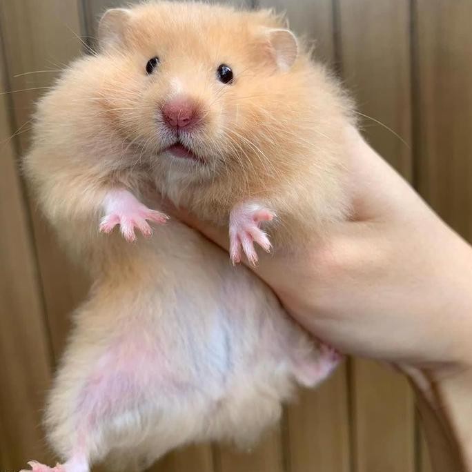 New* Hamster Syrian Long Hair .