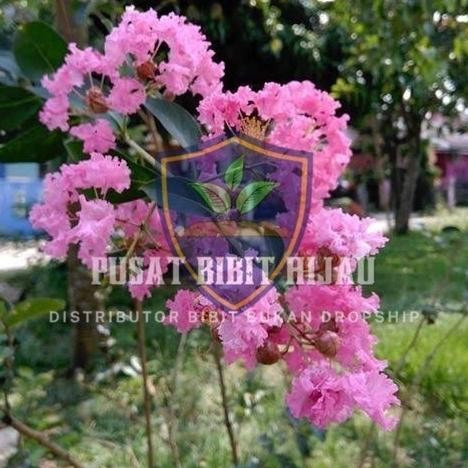 OBRAL Bibit Buah Tanaman Pohon Bunga sakura asli jepang ATZX