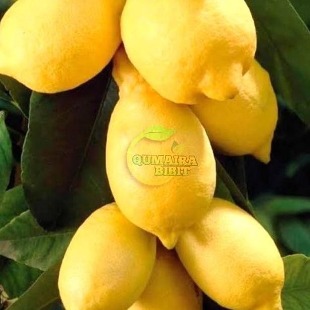 Bibit tanaman buah lemon California asli ATZ