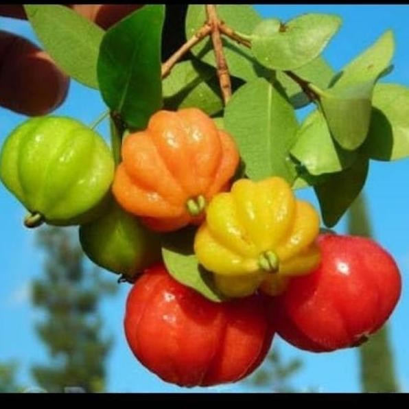 Bibit Dendaru Cermai Belanda bahan bonsai pohon tanaman buah ATZ