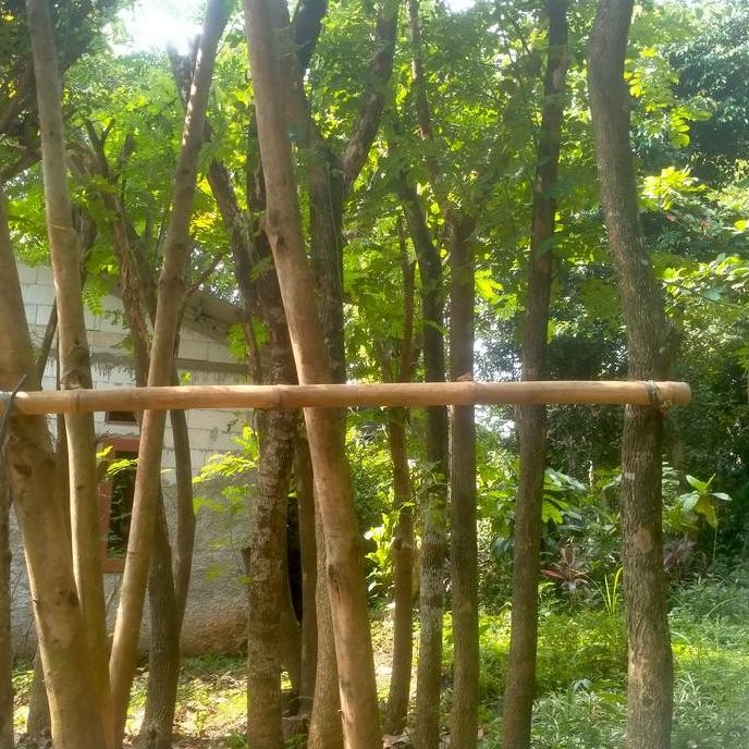 ready pohon trembesi/pohon pelindung