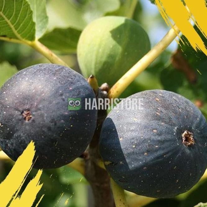 Hot Product Tanaman Bibit Buah Tin Black Madeira Bergaransi ATZ